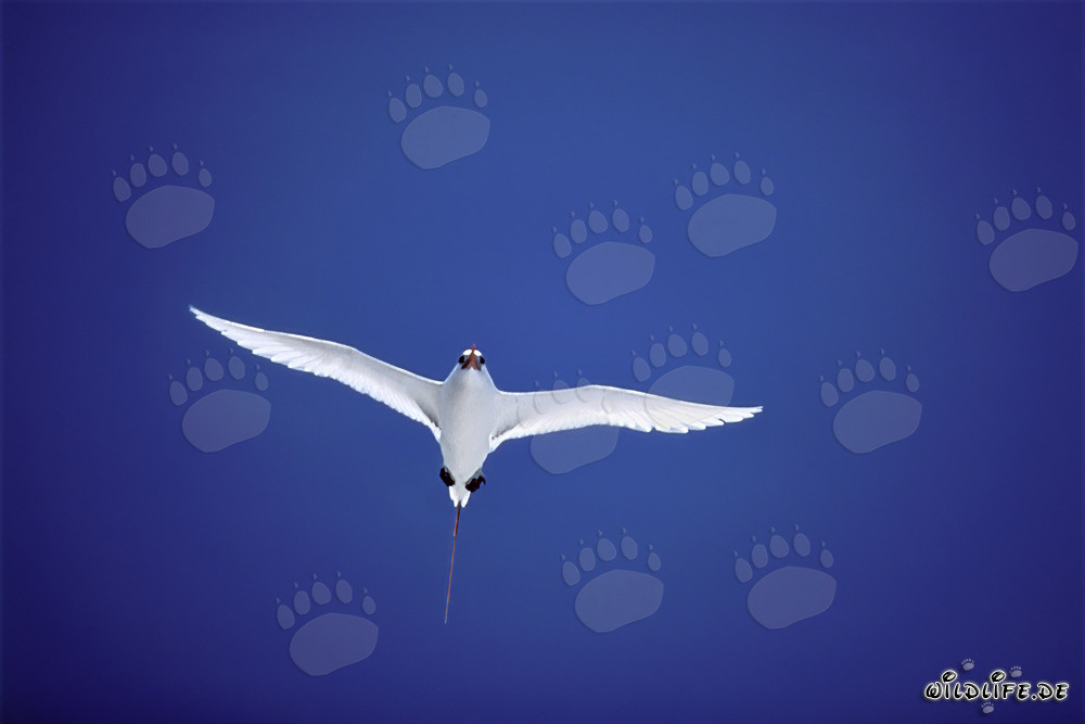 Elegant red-tailed tropicbird soaring over the azure sea