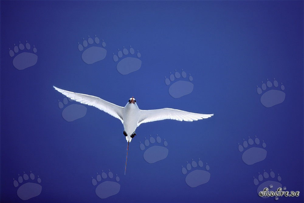 Eleganter Rotschwanz-Tropikvogel über dem azurblauen Meer