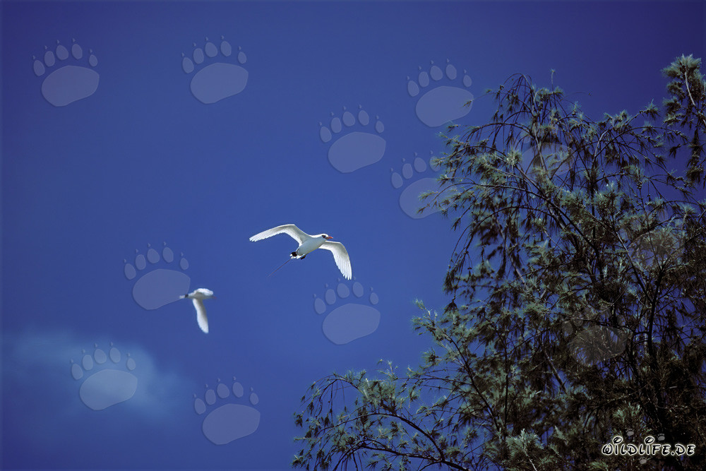 Elegant Aerial Artists: Red-tailed Tropicbirds on Midway