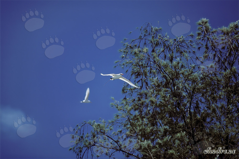 Graceful Aerial Performers: Red-tailed Tropicbirds in Midway Sky