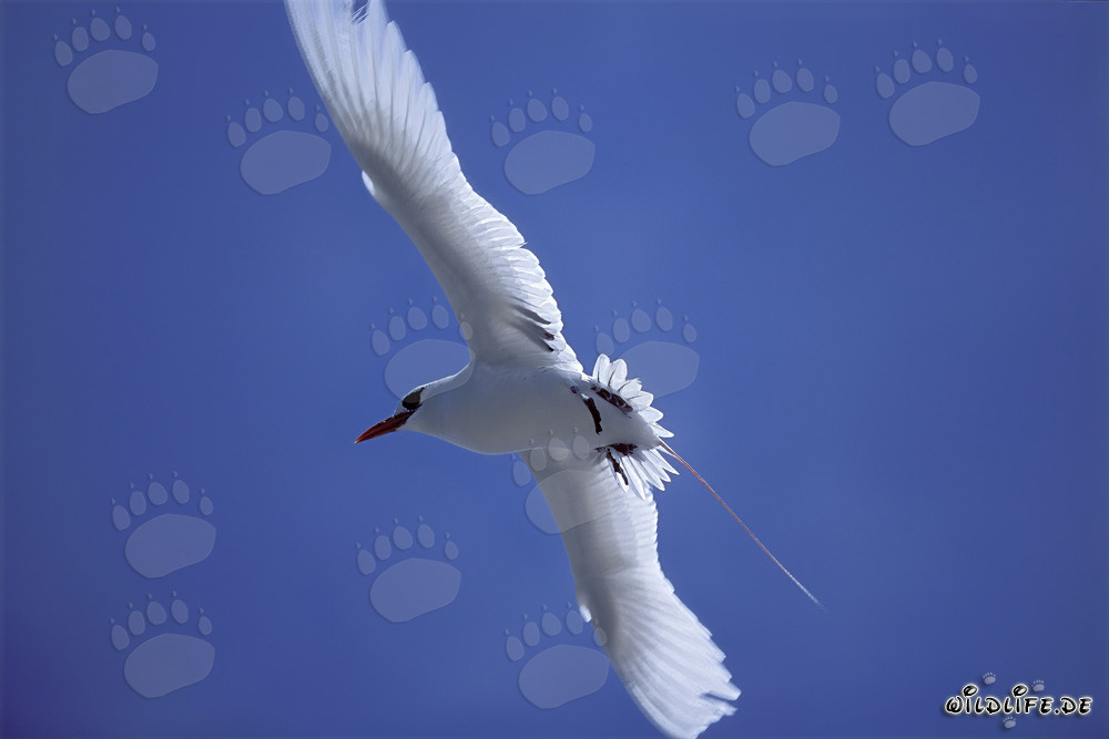 Élégant oiseau tropical à queue rouge en vol au-dessus de Midway