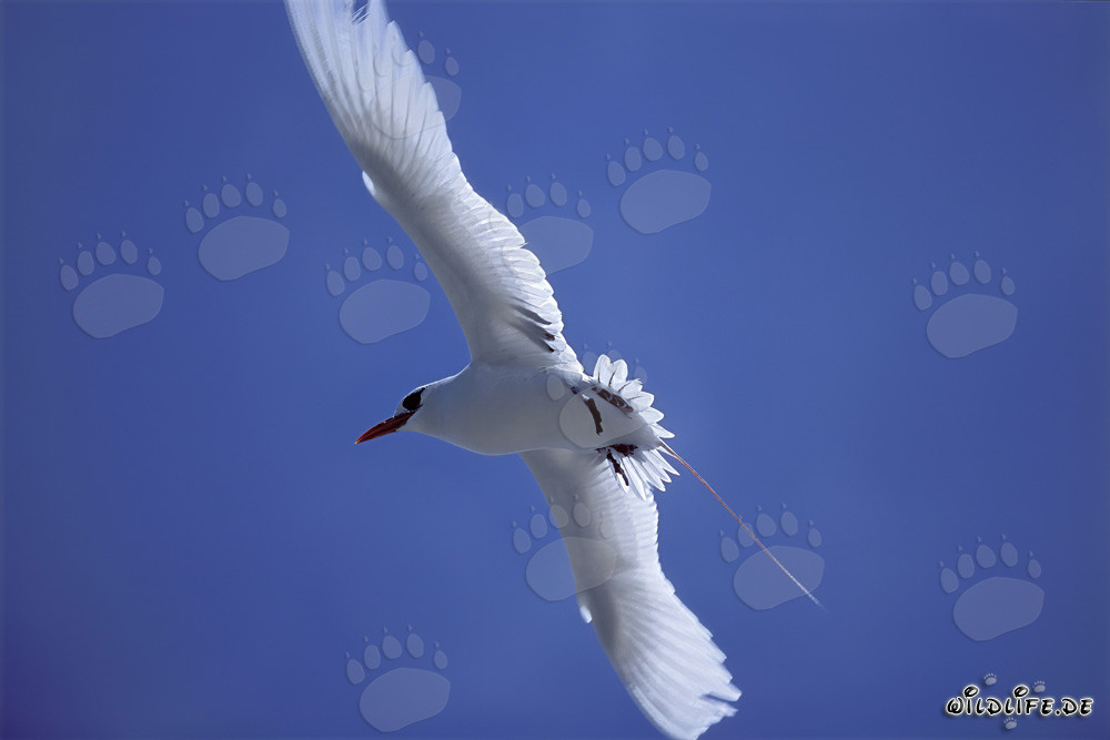 Elegant flying Red-tailed tropicbird over Midway