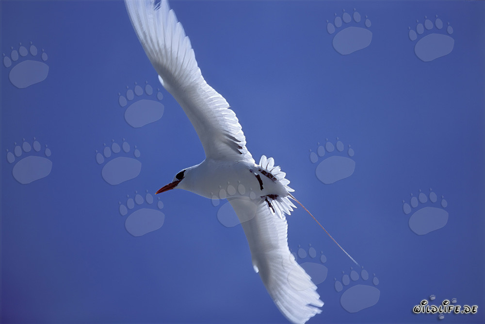 Eleganter Rotschwanz-Tropikvogel im Flug über Midway