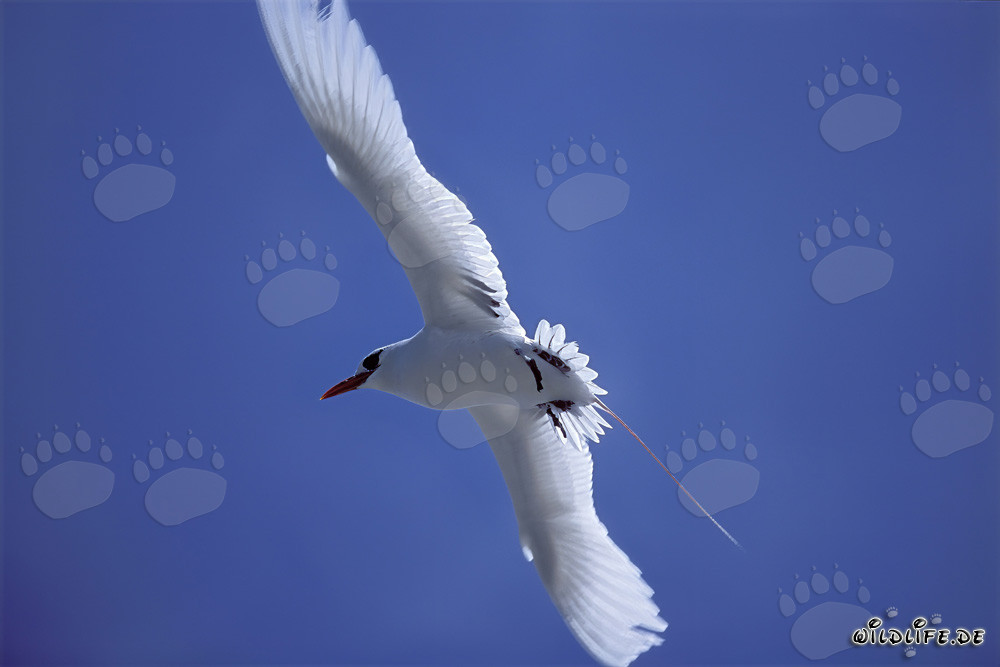 Elegante Uccello Tropicale dalla Coda Rossa in volo su Midway