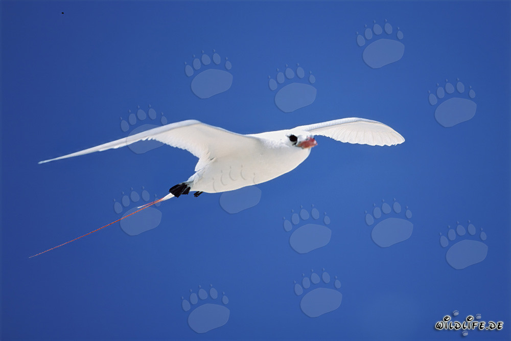 Elegante ave del paraíso de cola roja sobrevolando el mar azul celeste