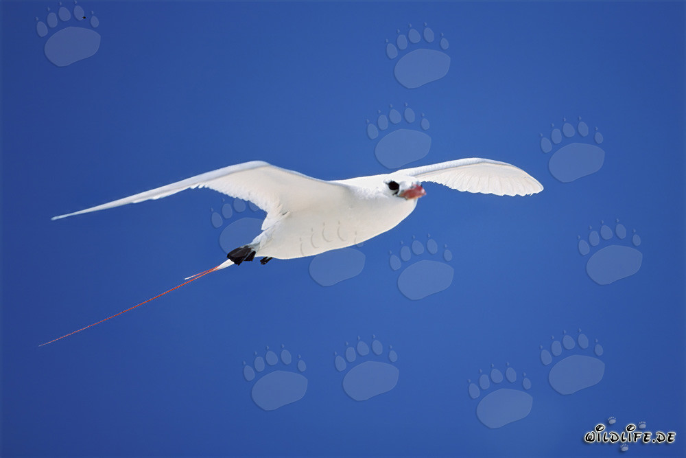 Élégant oiseau de paradis à queue rouge survolant la mer azur