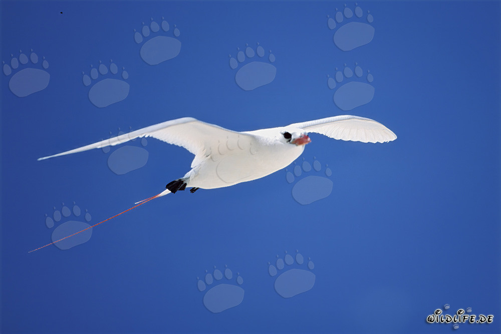 Elegant red-tailed tropicbird soaring above the azure sea