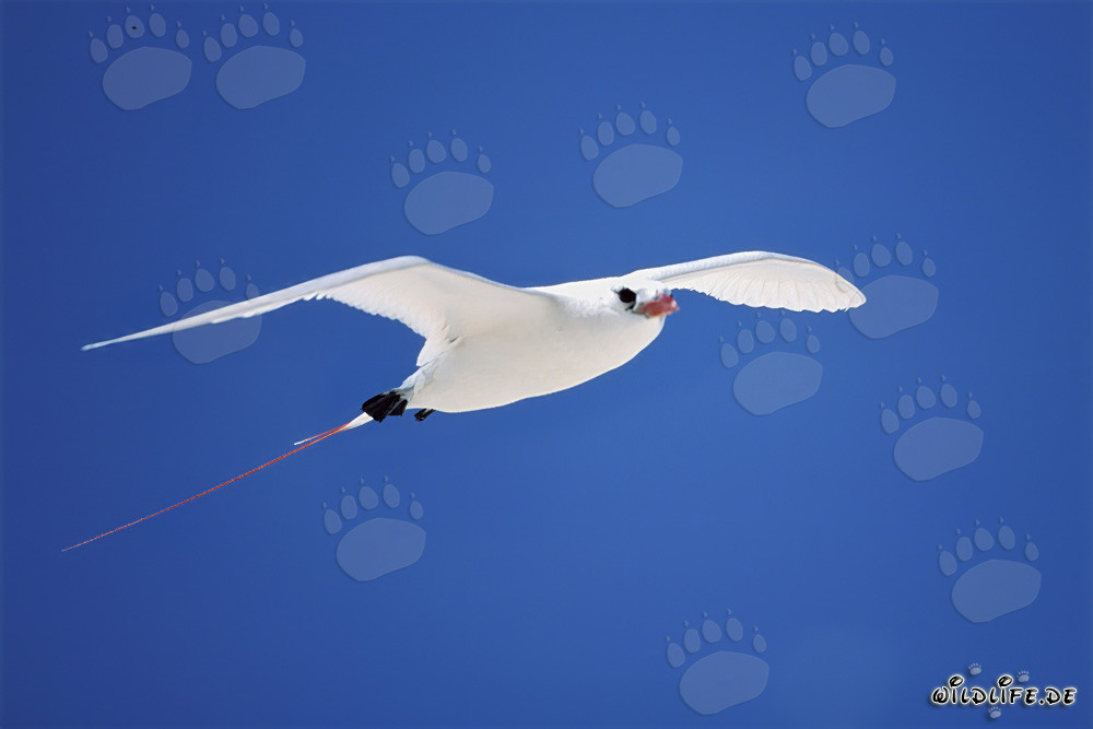 Elegante uccello paradiso a coda rossa che plana sul mare azzurro