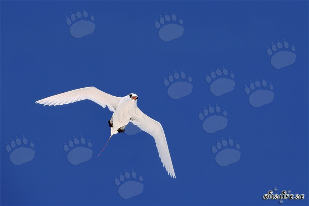 Élégant oiseau de paradis à queue rouge survolant le Pacifique azur