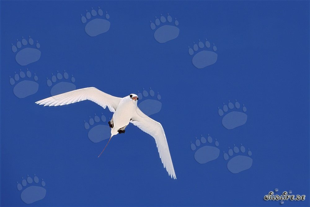 Elegant Red-tailed Tropicbird soaring over the azure Pacific