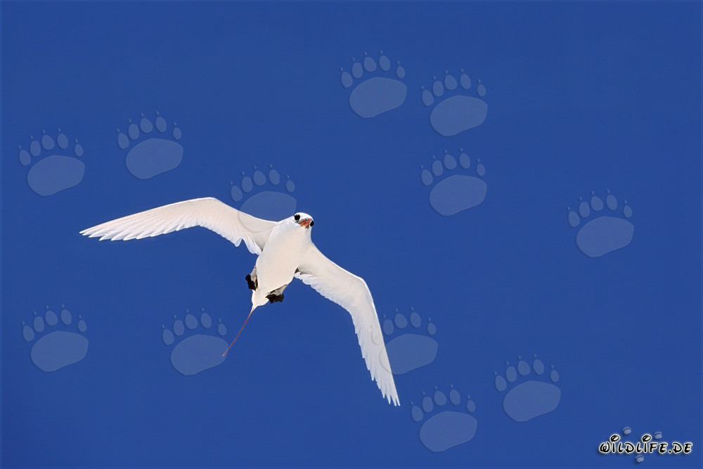 Eleganter Rotschwanz-Tropikvogel über dem azurblauen Pazifik