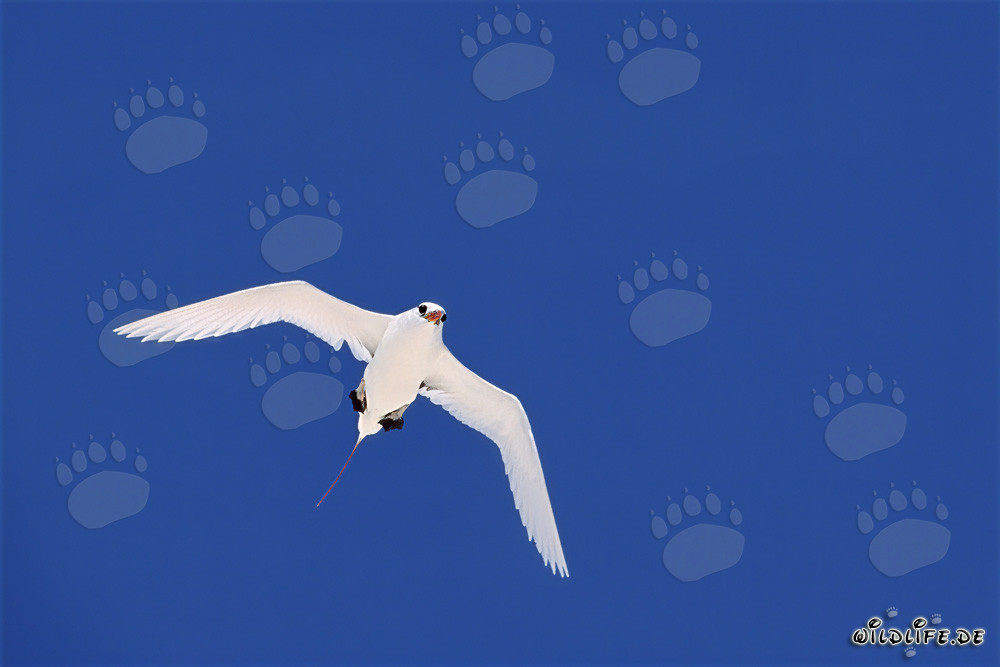 Elegante uccello del paradiso a coda rossa sul blu del Pacifico
