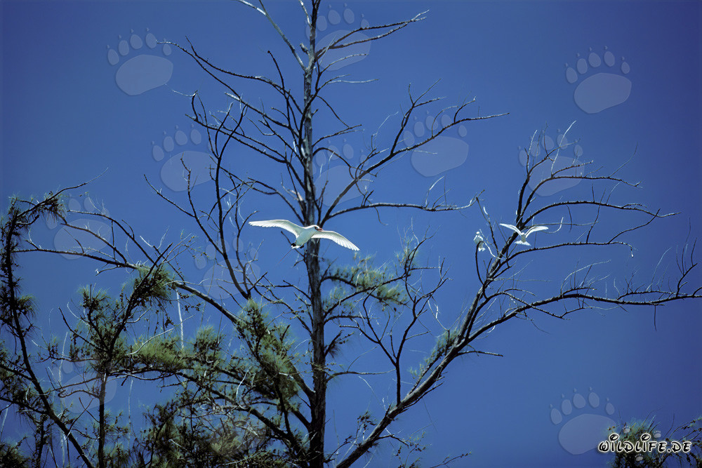 Élégants oiseaux tropicaux à queue rouge planant majestueusement dans le ciel bleu de Midway