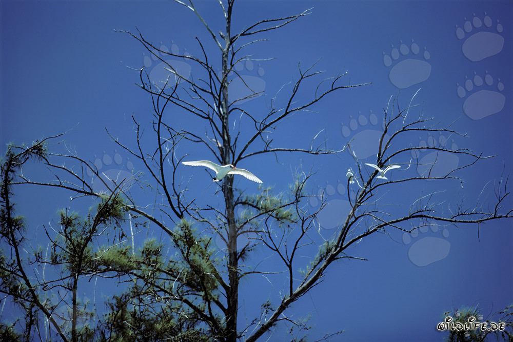 Elegante Rotschwanz-Tropikvögel gleiten majestätisch am blauen Himmel von Midway
