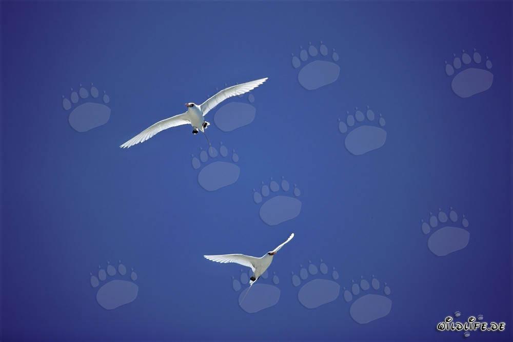 Elegante Flugkünstler: Rotschwanz-Tropikvögel am blauen Himmel von Midway