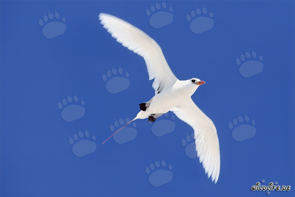 Elegant flying red-tailed tropicbird over Midway