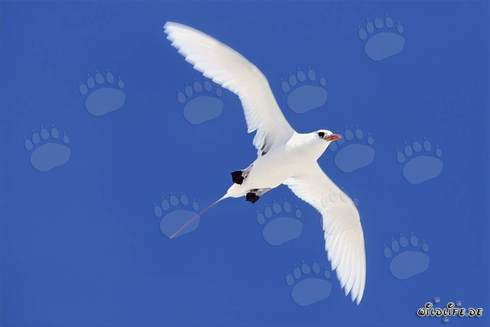 Eleganter Rotschwanz-Tropikvogel in vollem Flug über Midway