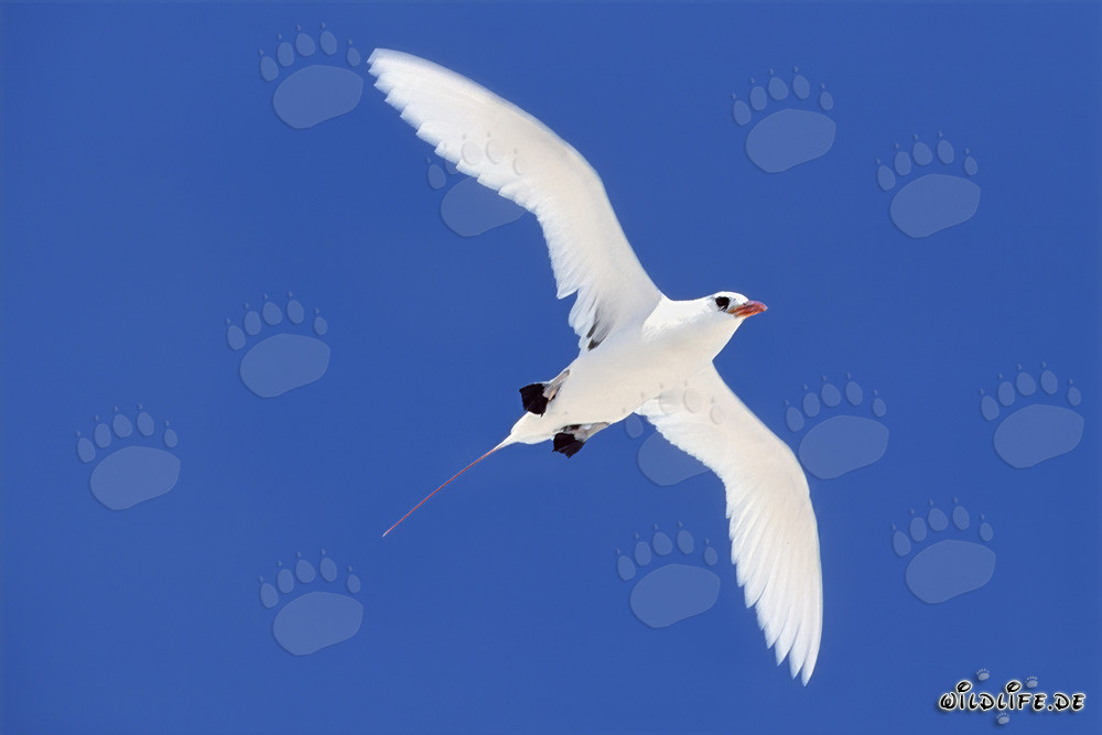 Elegante uccello tropicale codarossa in pieno volo sopra Midway