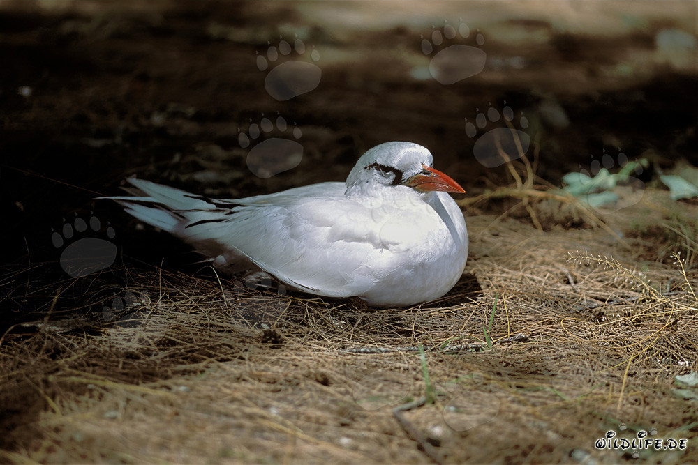 Elegant Red-tailed Tropicbird on Midway