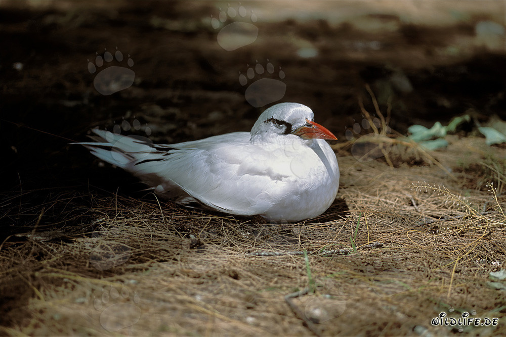 Eleganter Rotschwanz-Tropikvogel auf Midway