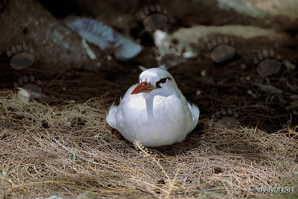 Anmutiger Rotschwanz-Tropikvogel auf dem Boden