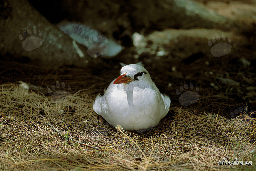 Elegant red-tailed tropicbird with red bill and tail on Midway