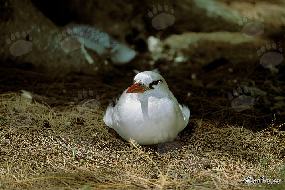 Eleganter Rotschwanz-Tropikvogel mit rotem Schnabel und Schwanz auf Midway