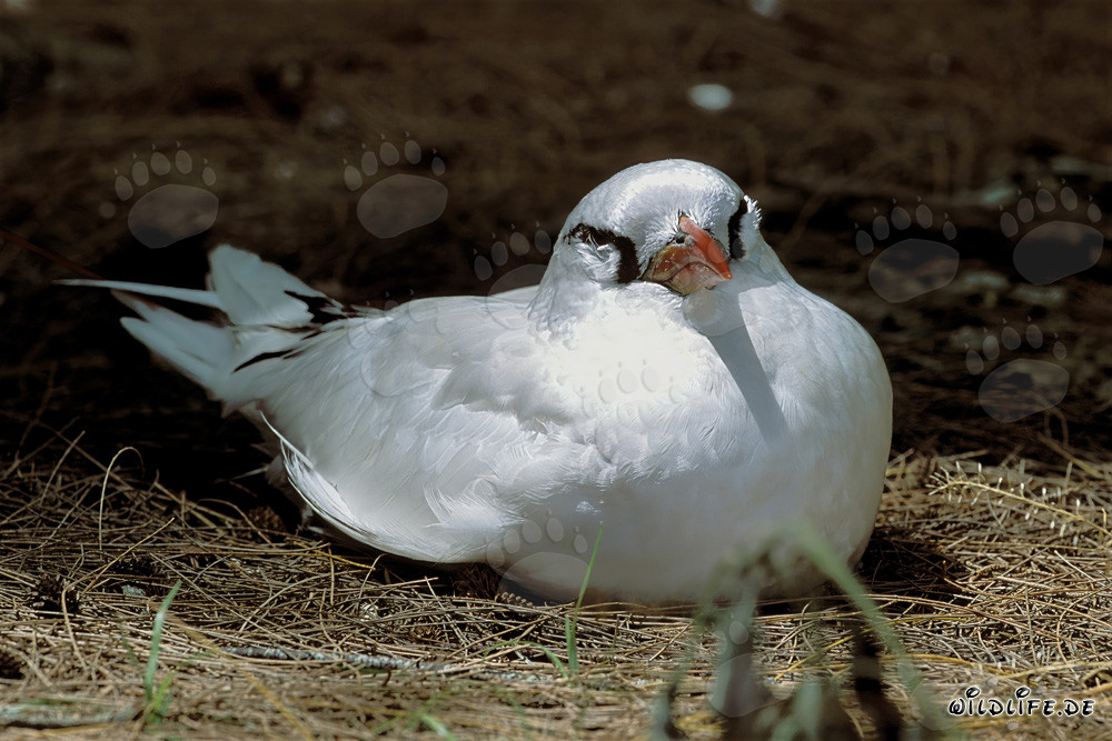 Élégant oiseau tropical à queue rouge couvant sur l'île Midway