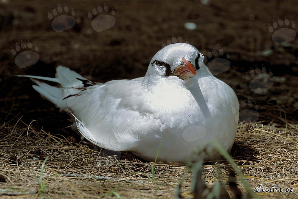 Eleganter Rotschwanz-Tropikvogel beim Brüten auf Midway Island