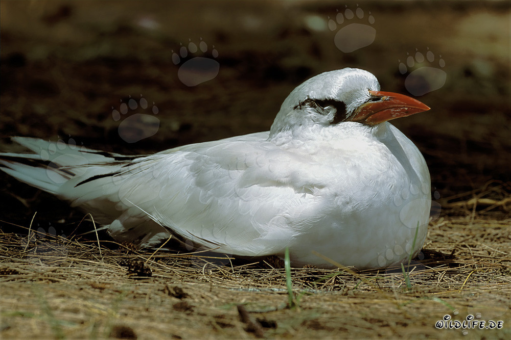 Elegant Red-tailed Tropicbird breeding on Midway