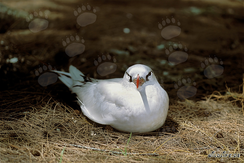 Elegant red-tailed tropicbird nesting on Midway