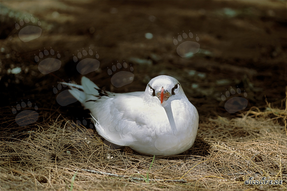 Eleganter Rotschwanz-Tropikvogel beim Brüten auf Midway