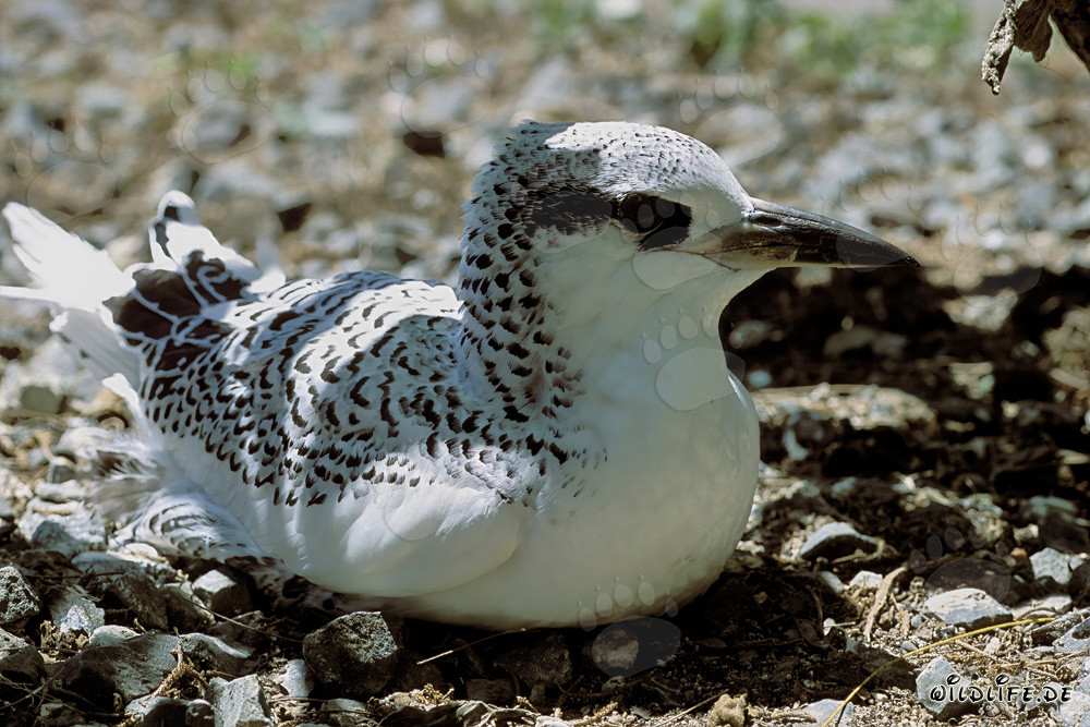 Fascinating Red-tailed Tropic Bird Chick on Midway