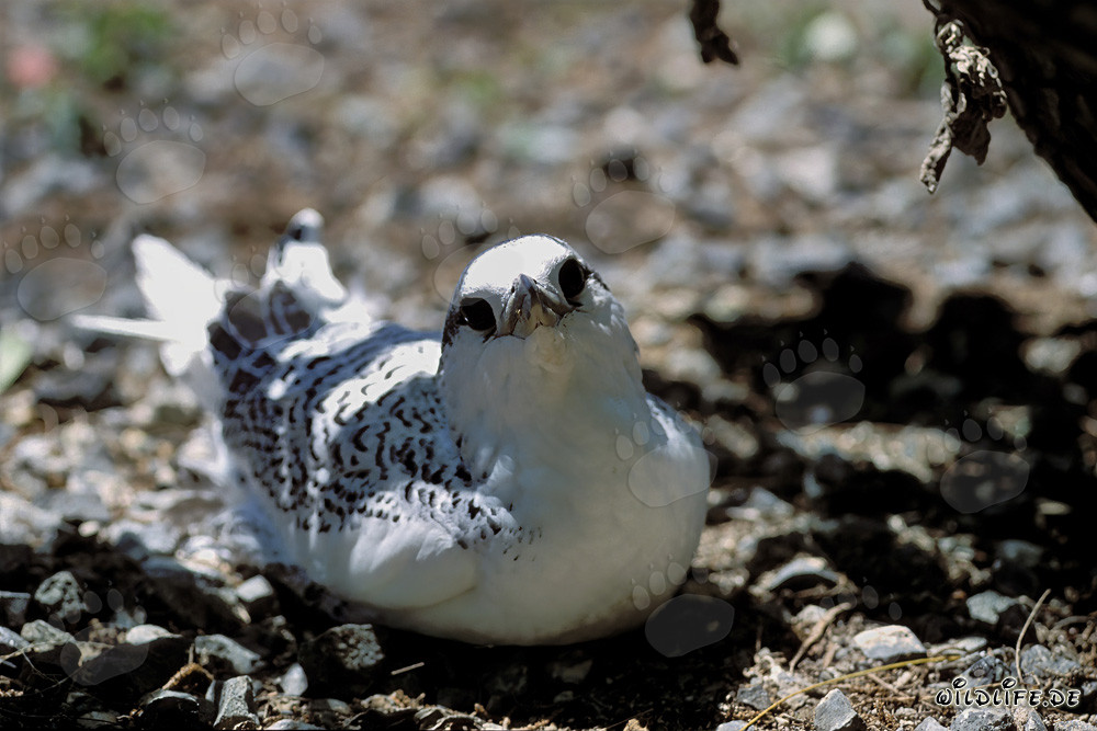 Adorabile Pulcino di Falco delle Hawaii a Midway