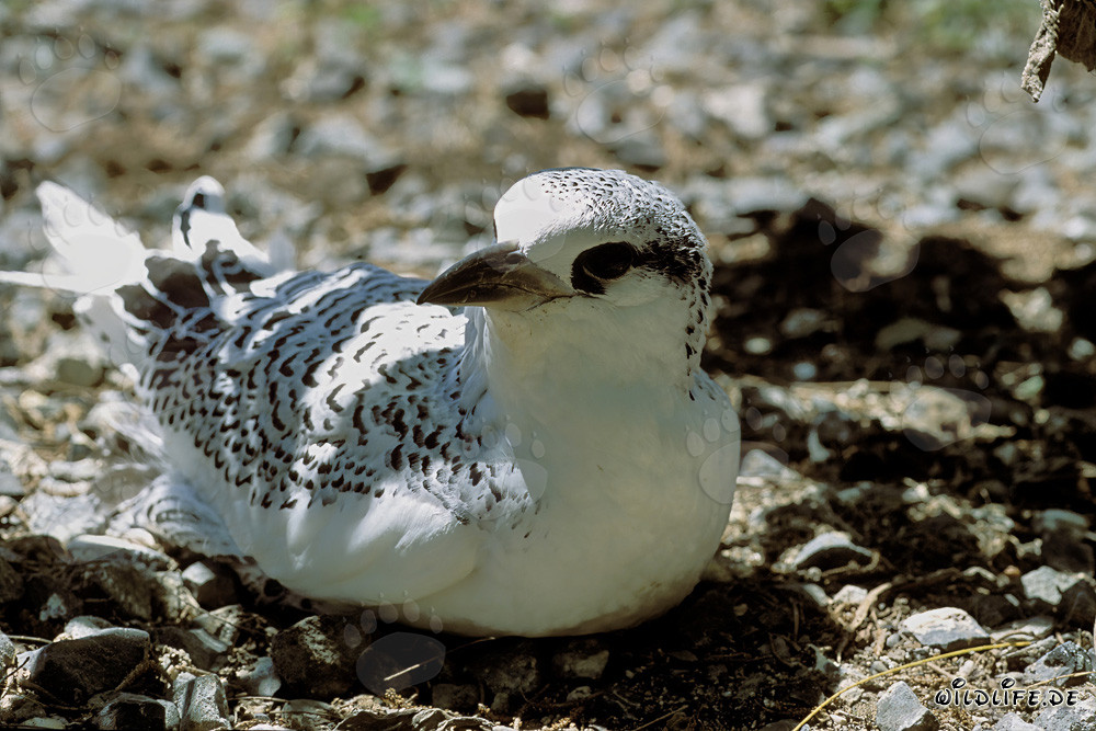 Adorabile pulcino di Phaethon rubricauda a Midway nel Pacifico Nord