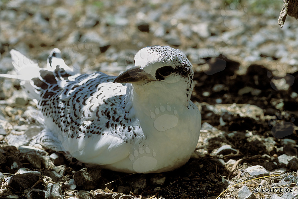 Faszinierendes Rotschwanz-Tropikvogel Küken auf Midway