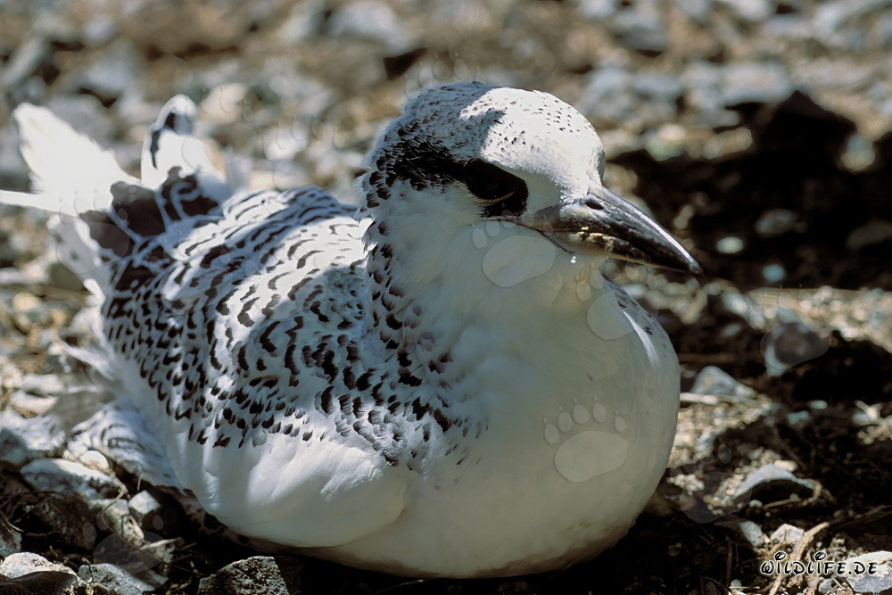 Adorable polluelo de rabijunco de cola roja en Midway Atoll, Hawái