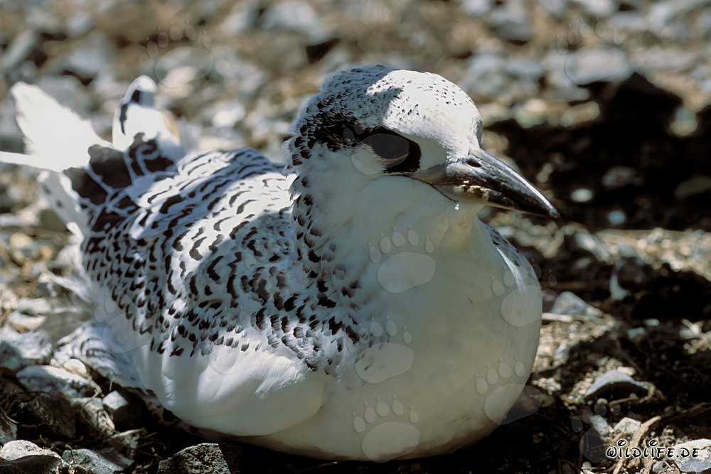 Adorable poussin de phaéton à queue rouge à Midway Atoll, Hawaï
