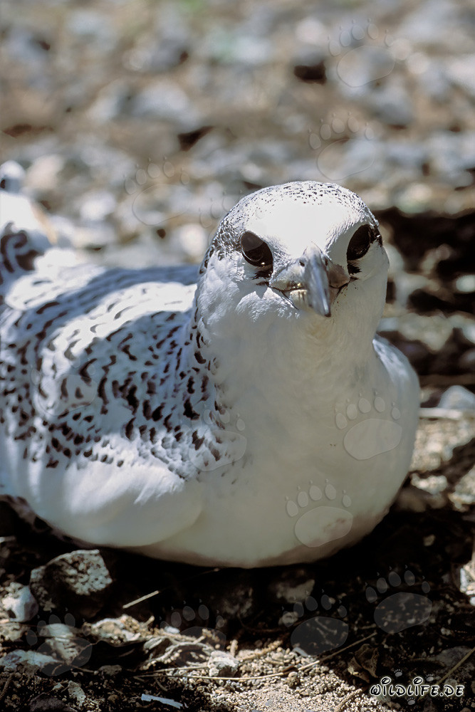 Charmant Poussin de Phaéton à brins rouges sur l'île de Midway