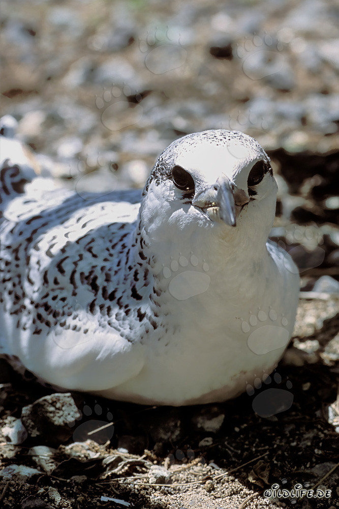 Elegant red-tailed tropic bird chick on Midway Island