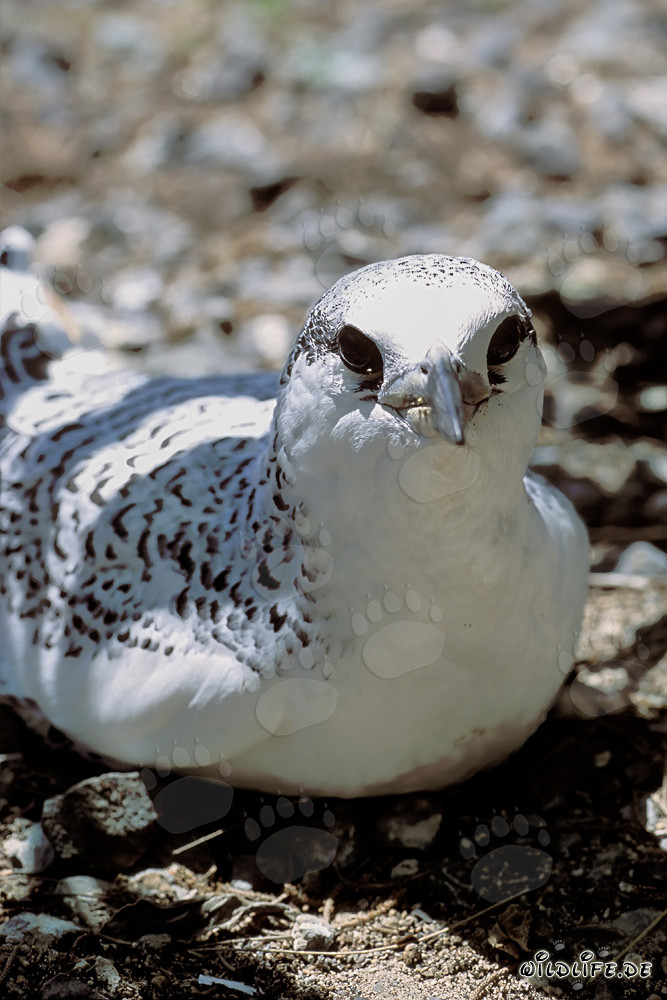 Elegantes Rotschwanz-Tropikvogel Küken auf Midway Island
