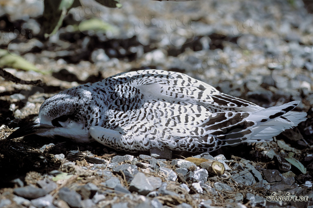 Sleeping red-tailed tropicbird chick on Midway