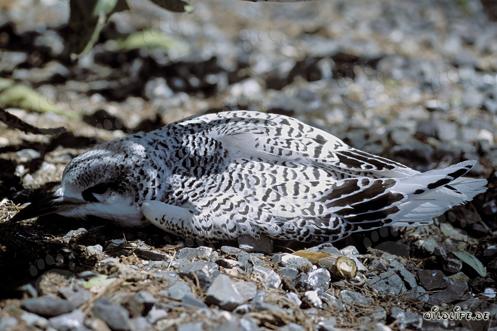 Schlafendes Rotschwanz-Tropikvogel Küken auf Midway