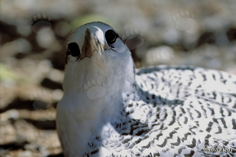 Faszinierendes Rotschwanz-Tropikvogel Küken auf Midway