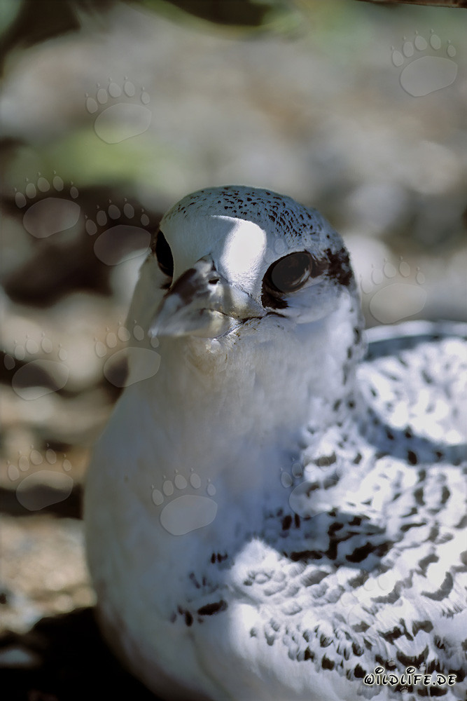 Young red-tailed tropic bird chick on Midway