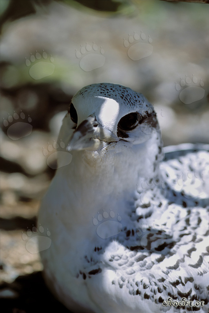 Junges Rotschwanz-Tropikvogel Küken auf Midway