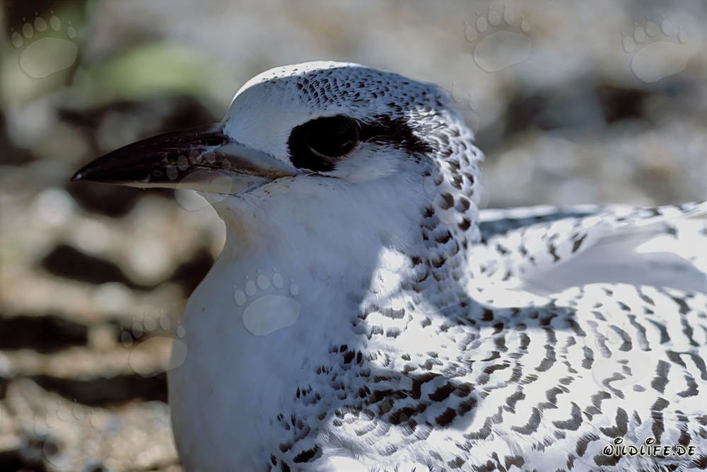Poussin de Phaéton à queue rouge d'un blanc éclatant à Midway Atoll