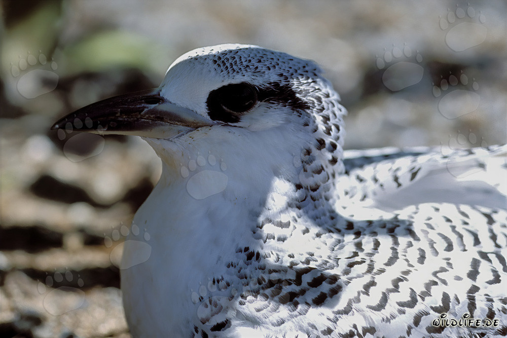 Snow-white Red-tailed Tropicbird Chick on Midway Atoll