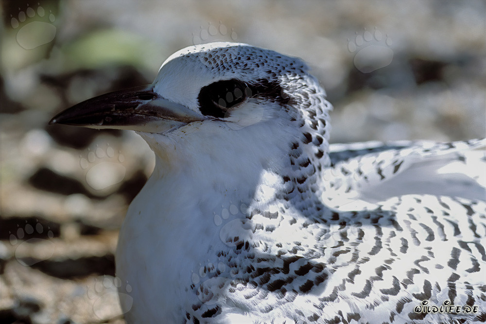Schneeweißer Rotschwanz-Tropikvogel Kueken auf Midway Atoll