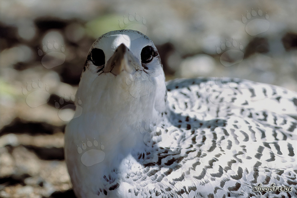 Élégant poussin de phaéton à queue rouge à Midway Atoll